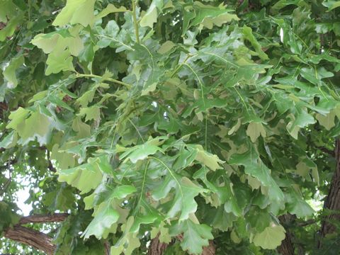 Quercus macrocarpa