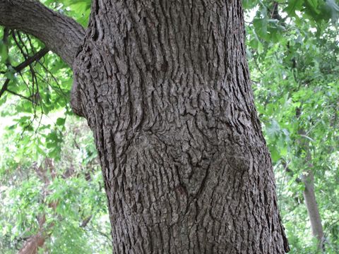 Quercus macrocarpa