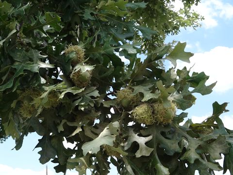 Quercus macrocarpa