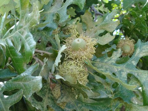 Quercus macrocarpa