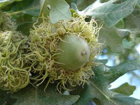 Quercus macrocarpa