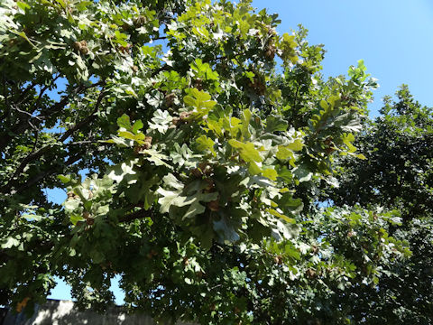 Quercus macrocarpa