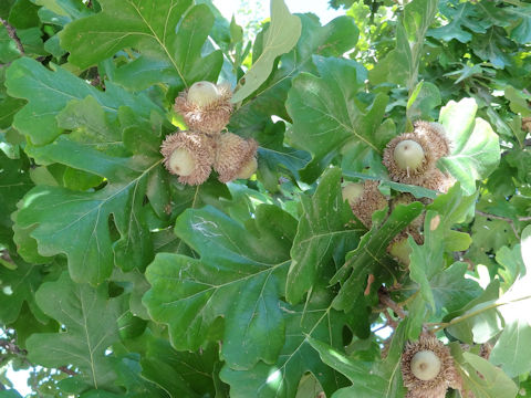 Quercus macrocarpa