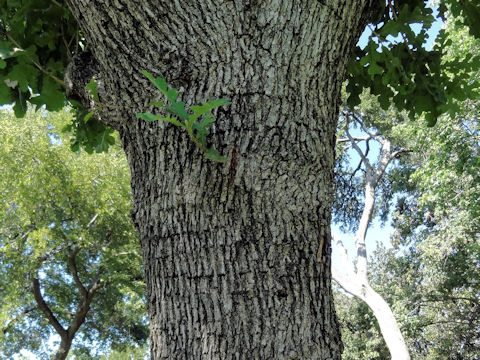 Quercus macrocarpa