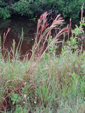 Andropogon glomeratus