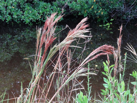 Andropogon glomeratus