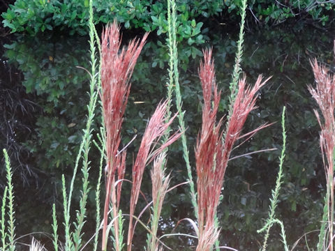 Andropogon glomeratus