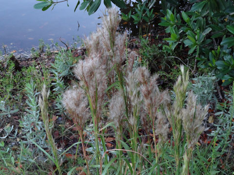 Andropogon glomeratus