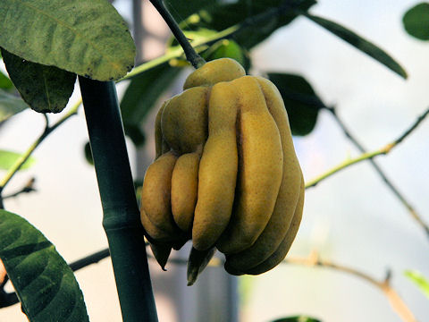 Citrus medica var. sarcodactylis