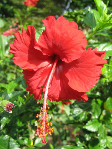 Hibiscus rosa-sinensis