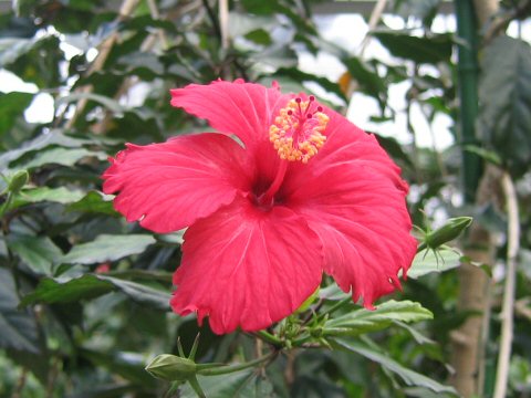 Hibiscus rosa-sinensis