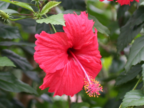 Hibiscus rosa-sinensis