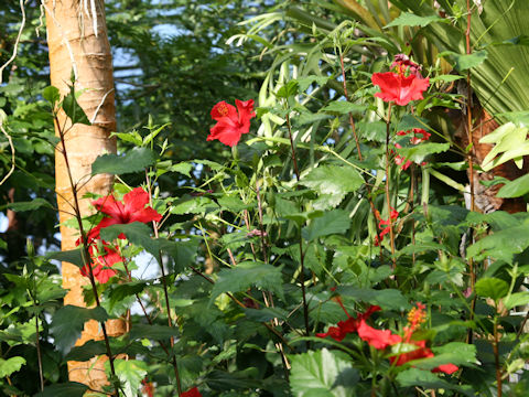 Hibiscus rosa-sinensis