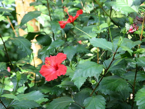 Hibiscus rosa-sinensis