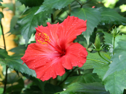 Hibiscus rosa-sinensis