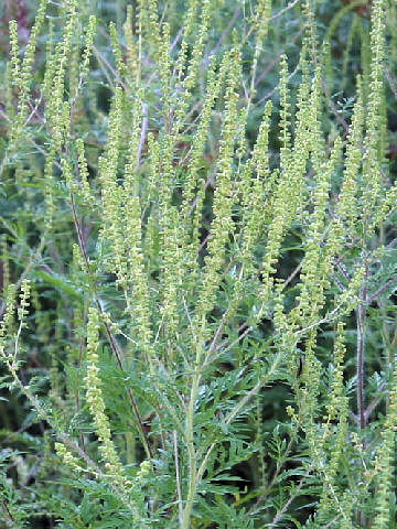 Ambrosia artemisiifolia var. elatior