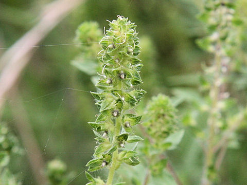 Ambrosia artemisiifolia var. elatior