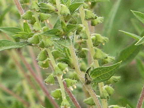 Ambrosia artemisiifolia var. elatior