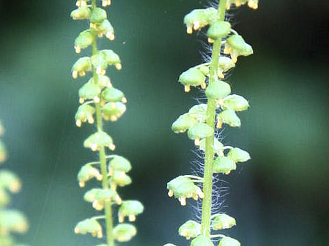 Ambrosia artemisiifolia var. elatior