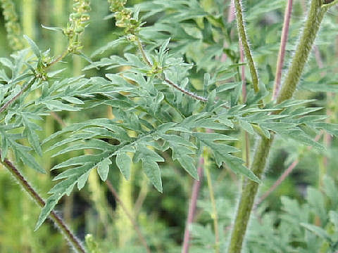 Ambrosia artemisiifolia var. elatior