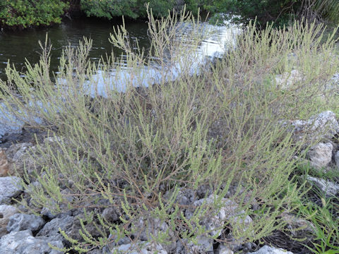 Ambrosia artemisiifolia var. elatior