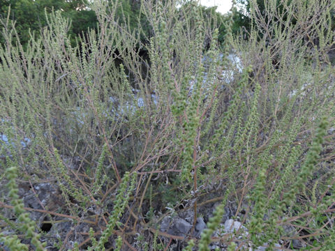 Ambrosia artemisiifolia var. elatior