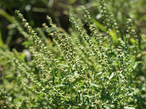 Ambrosia artemisiifolia var. elatior