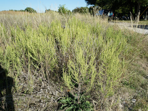 Ambrosia artemisiifolia var. elatior