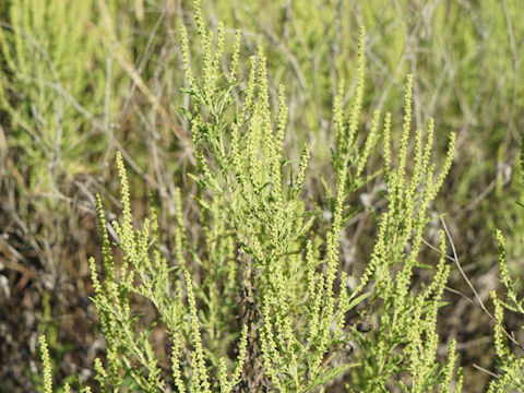 Ambrosia artemisiifolia var. elatior