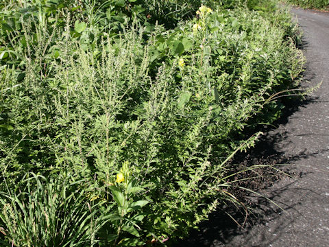 Ambrosia artemisiifolia var. elatior