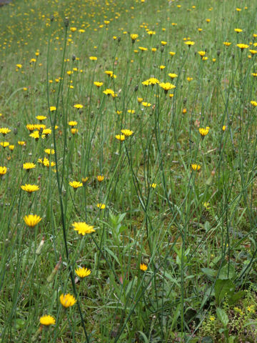 Hypochaeris radicata