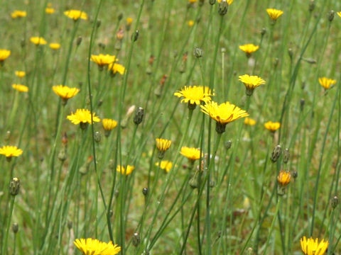 Hypochaeris radicata