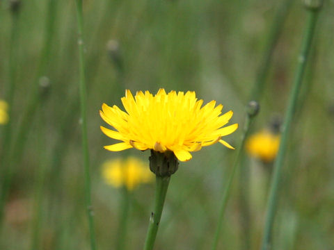 Hypochaeris radicata