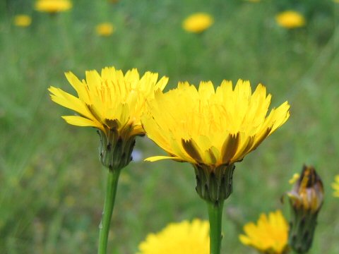 Hypochaeris radicata