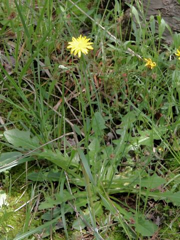 Hypochaeris radicata