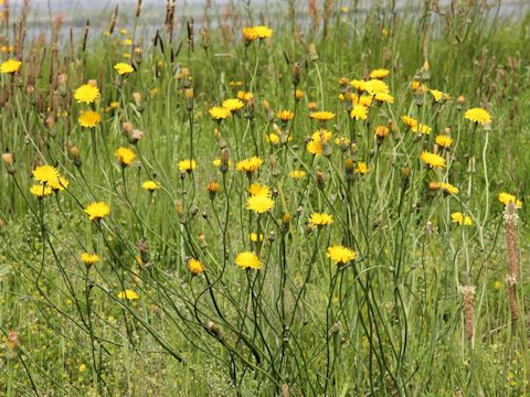 Hypochaeris radicata