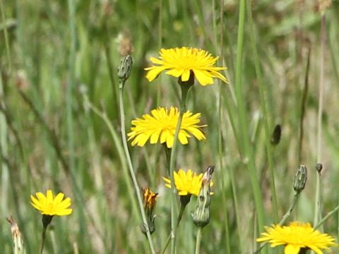 Hypochaeris radicata