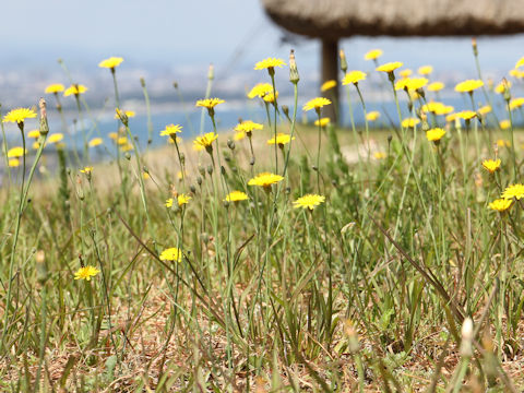 Hypochaeris radicata