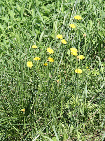 Hypochaeris radicata