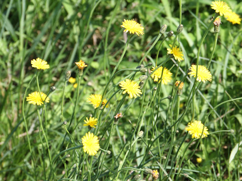 Hypochaeris radicata