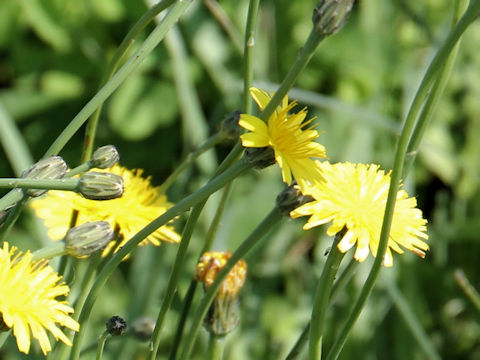 Hypochaeris radicata