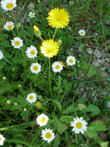 Hypochaeris radicata