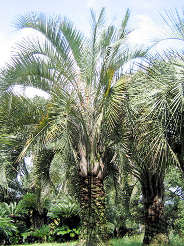 Butia capitata