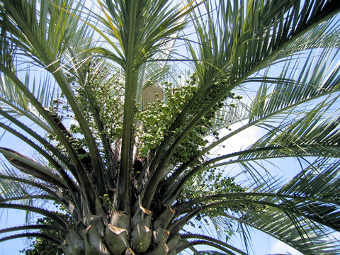 Butia capitata