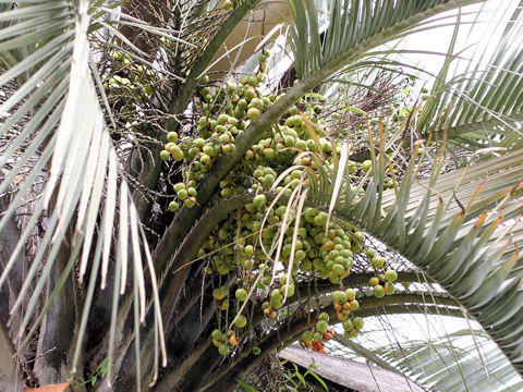 Butia capitata