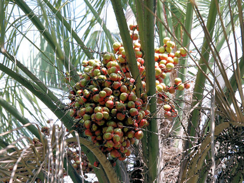 Butia capitata