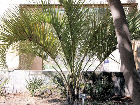 Butia capitata