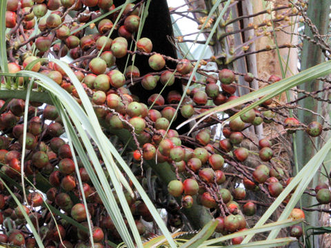 Butia capitata