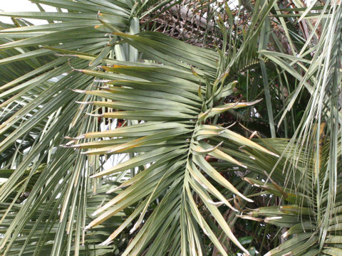 Butia capitata