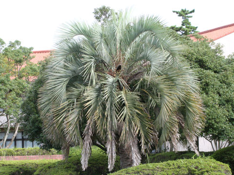 Butia capitata